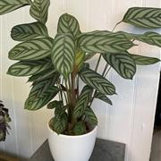 Surprise Calathea plant