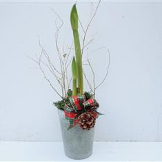 Amaryllis Pot