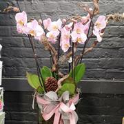 Luxury Pink Phalaenopsis Orchid Plant