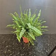 Boston Fern