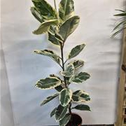 Rubber Plant Varigated