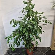 Ficus Benjamina