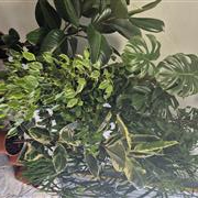 Surprise me Large Plant
