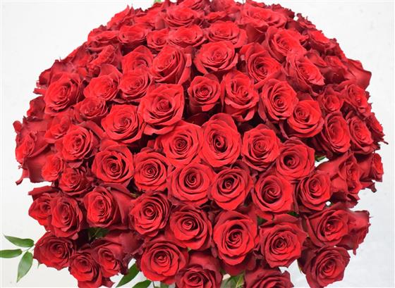 100 Large Roses Magnificent 100 Roses Janet's Flowers Eastbourne Florist